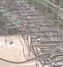 Image result for Orthopichonia seretii