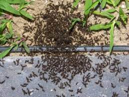 Where do you need the pest control? Pest Control Services Little S Pest Control Bethlehem Pa