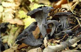 Check spelling or type a new query. Quiche Di Zucca E Trombette Dei Morti Phytoalimurgia