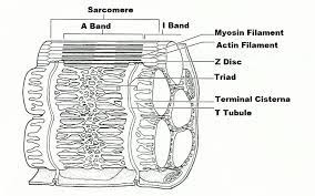 Download and print this quiz as a worksheet. Print Exercise 14 Microscopic Anatomy And Organization Of Skeletal Muscle Flashcards Easy Notecards