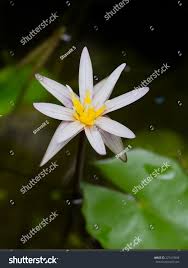 Image result for Nymphaea heudelotii
