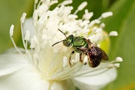 We all know that guava leaves are a powerhouse of antioxidants like vitamin c and flavonoids such as quercetin. Foodie Bees Insects Head Downtown For Dinner National Geographic Society Newsroom