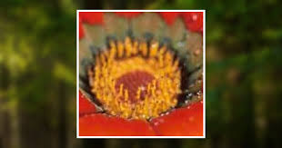 Susan Mary Ivey Irvin Obituary April 26, 2011