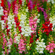 Image result for Antirrhinum