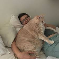 Never listen with your heart: 10 Potret Bronson Kucing Gendut 17 Kg Yang Lagi Diet Ketat