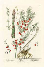 Elizabeth Blackwell Herbarium Prints 1757 Botanical Illustration Botanical Drawings Vintage Botanical Prints