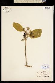 Image result for Solanum schumannianum