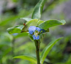 Image result for Commelina purpurea