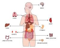 Maybe you would like to learn more about one of these? Organ Systems Of The Human Body Worksheets
