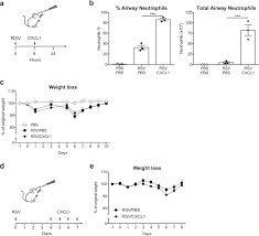 Neutrophils Do Not Impact Viral Load Or The Peak Of Disease Severity During Rsv Infection Scientific Reports