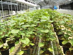 We did not find results for: Harga Minyak Nilam Kualitas Ekspor Tahun 2021 Jasa Export Terpercaya