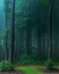 Share anime forest background with your friends. Rain In The Forest Raining