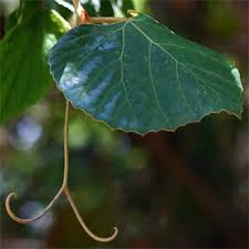 Image result for Rhoicissus tomentosa