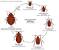 Black Flour Mites