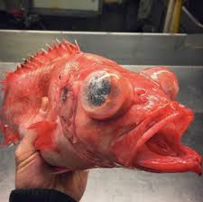 Mata ikan biasanya berbentuk bulat dengan ukuran lebih kecil daripada kapalan, memiliki bagian tengah keras, dan dikelilingi kulit yang meradang. 5 Makhluk Laut Mengerikan Yang Tertangkap Jaring Nelayan Kumparan Com