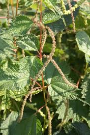 Image result for Boehmeria macrophylla