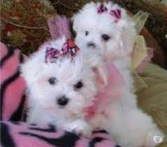 Pin En Mascota