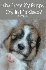 Why Does My Puppy Cry In His Sleep Dogvills Puppies Pets Dog Crying