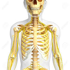 An enlarged or ruptured spleen can cause sudden or chronic pain under the left rib cage that ends up migrating towards the back and/or shoulders. Illustration Of Male Ribcage With Nervous System Artwork Stock Photo Picture And Royalty Free Image Image 44272730