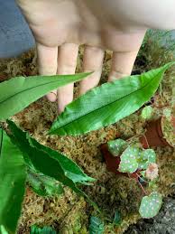 Image result for Oleandra