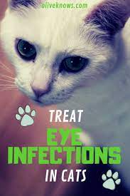 How To Treat Feline Eye Infections Oliveknows Kitten Eye Infection Sick Cat Cat Eye Infection