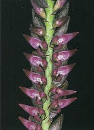 Image result for Bulbophyllum cochleatum