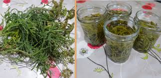 Recette De La Criste Marine Ou Fenouil Marin Au Vinaigre Recettes Anciennes Et Traditionnelles D Evelyne Fenouil Vinaigre Recettes Anciennes