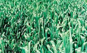 Fodder Oats