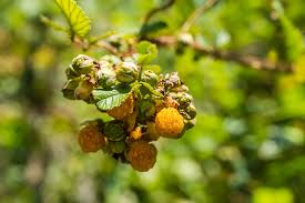 Image result for Rubus ellipticus