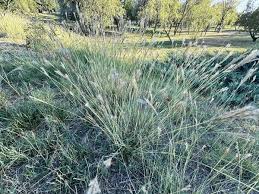Image result for Dichanthium