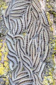 La processionnaire du pin (thaumetopoea pityocampa) est une espèce de lépidoptères (papillons) de la famille des notodontidae, surtout connue pour ses chenilles. Chenille Processionnaire Danger Bouton Allergie Traitement