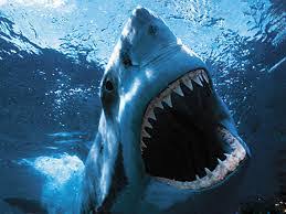 Pebble Go Shark Facts Encyclopedia Video