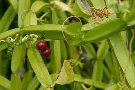 Image result for Cissus quadrangularis