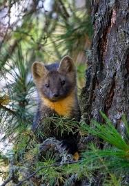 Pine Martin Animals Nature Animals Animals Wild