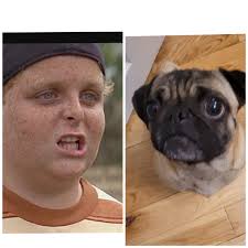 What's the name of this pug?