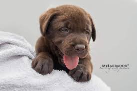 I cani adulti hanno meno bisogno di calorie per chilo rispetto ai cuccioli, il che significa che non hanno bisogno di alimenti molto ricchi di proteine e grassi, ma di alimenti meno calorici. Alimentazione Cucciolo Labrador Consigli Naturali