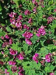 Image result for Microcharis annua