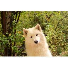 We did not find results for: Long Run Samoyeds Samoyed Breeder In Summerville Oregon