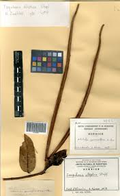 Image result for Farquharia elliptica