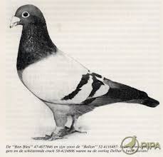 Bon Bleu Maurice Delbar Ronse The Legends Of Pigeons Racing Racing Pigeons Welcome To Racing Pigeons Pigeon Breeds World Birds