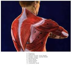 The shoulder muscles produce the characteristic shape of the shoulder and can be classified into two groups: Striated Shoulder Neck Muscles In Humans Medical Anatomy Of A Female Neck Google Search Throat Human Shoulder Anatomy Anatomy Of The Shoulder Bones Youtube Foodbloggermania It
