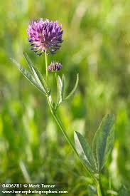 Image result for Trifolium polystachyum