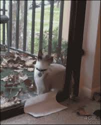 Maybe you would like to learn more about one of these? Challenge Accepted Gif On Imgur