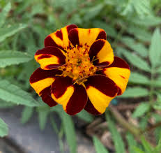 Clay soils are heavy and do not drain well. Hardy Heirlooms Court Jester French Marigolds Red Dirt Road Blog Gippsland