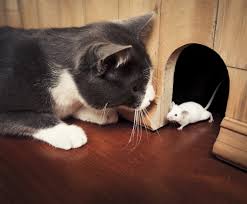 التخلص من الفئران والفلفل الاسود الاشياء التي تطرد الفئران