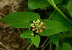 Image result for Pentarrhinum abyssinicum