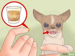 How To Care For Your Chihuahua Puppy With Pictures Wikihow
