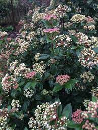 Viburnum Tinus Spring Bouquet 4 6 Ft Tall And Wide Part Sun To Sun Evergreen Flowers Evergreen Shrubs Full Sun Viburnum Tinus
