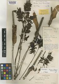 Image result for Gonatopus clavatus