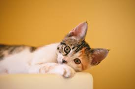 kedi cimi nedir ihtiyac mi juen pet market blog